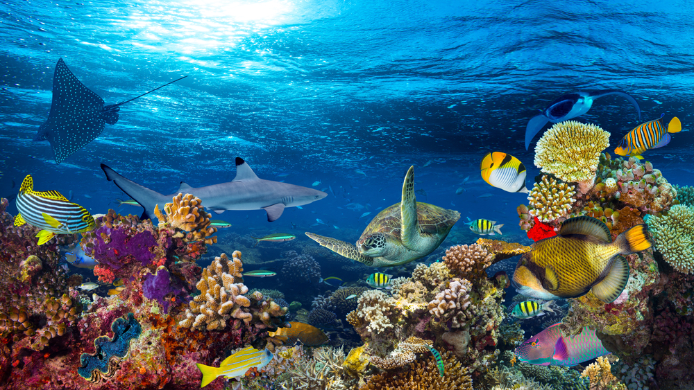 Colorful coral reef underwater with various tropical fish welcomes new patients of the sea—a turtle, a shark, and a spotted ray—swimming in clear blue water as sunlight streams through the ocean surface above.